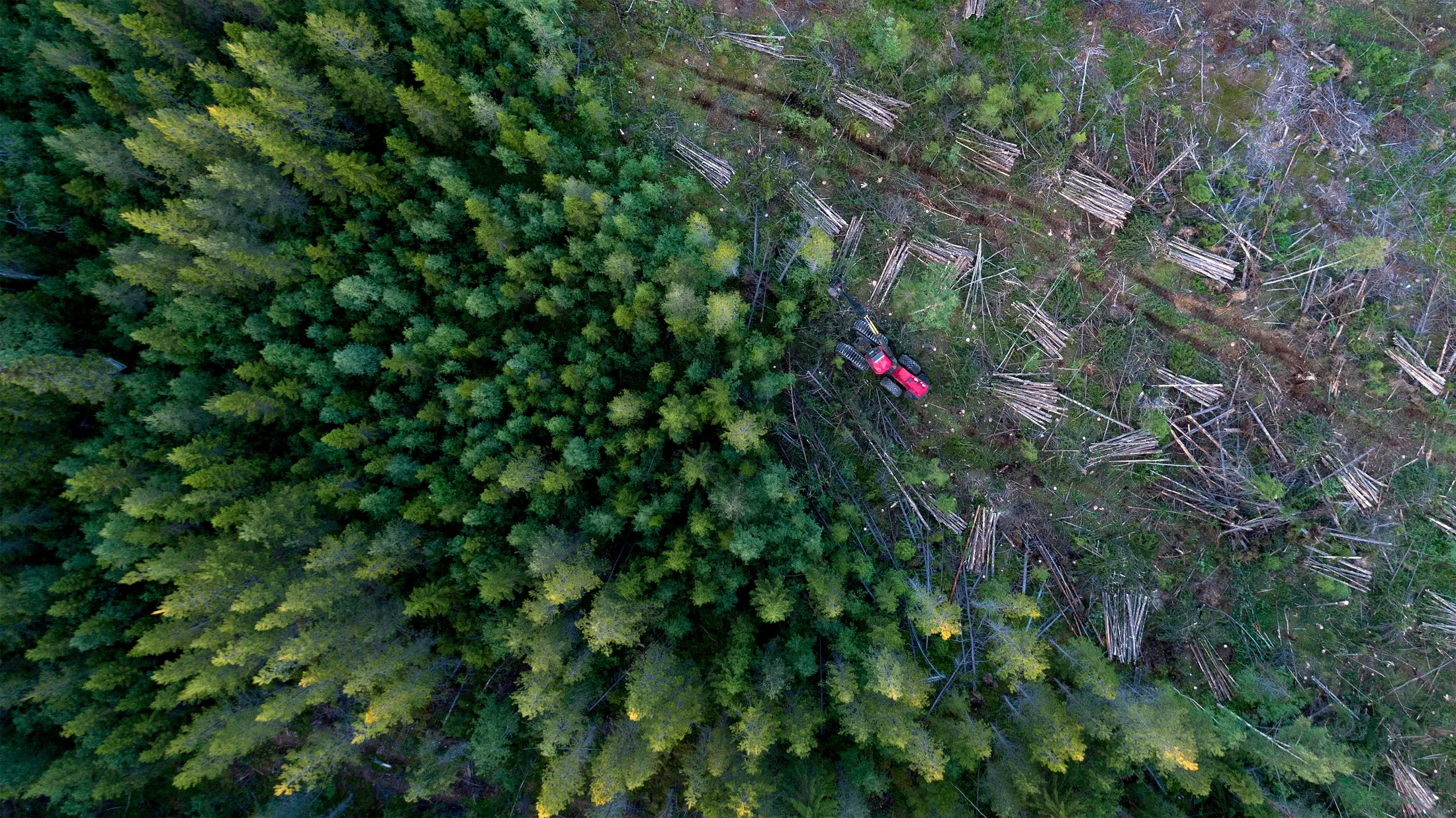Coastal forestry from above